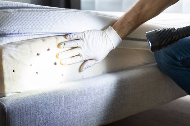 Best Termite Control Services  in Cedarhurst, NY